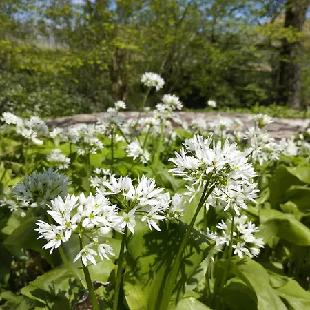 Lesence Vendeghaz * Lesencetomaj